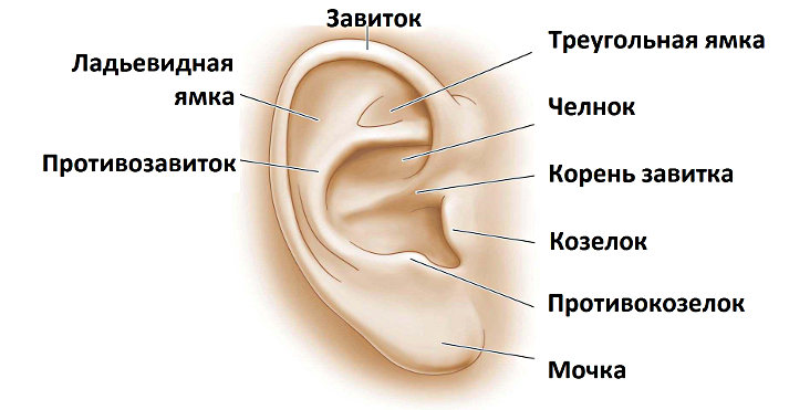 Лечение деформаций ушных раковин в Москве